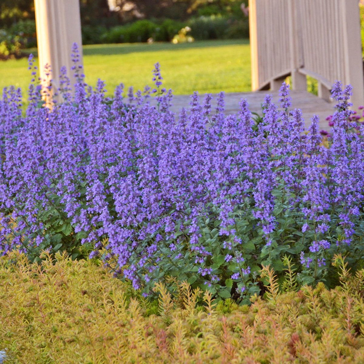 Catmint 'Cat's Meow'