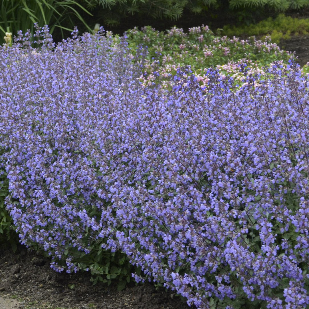 Catmint 'Kitten Around'