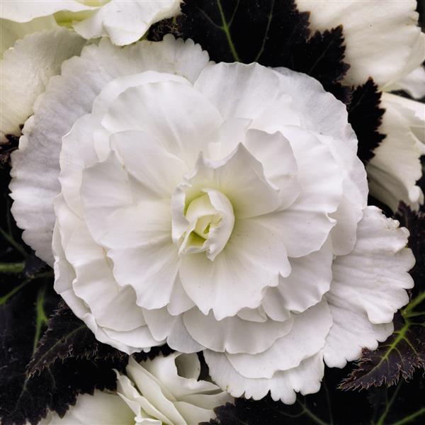 Begonia Non Stop