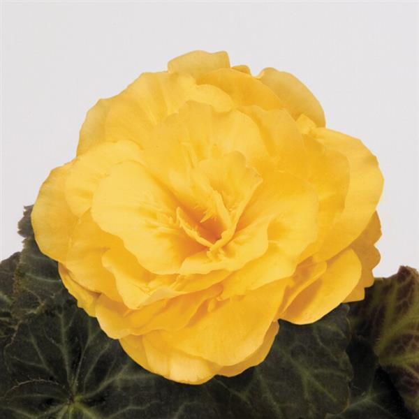 Begonia Non Stop