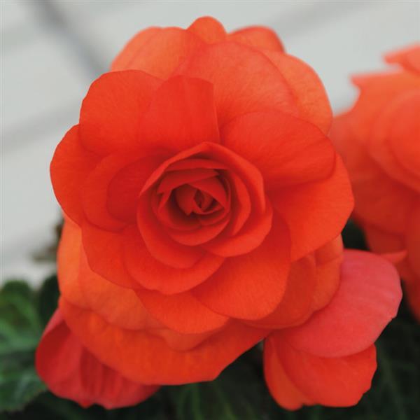 Begonia Non Stop