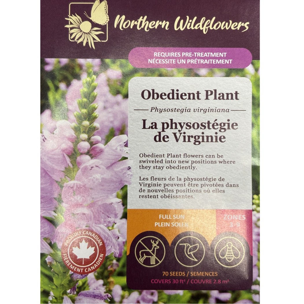 Northern Wildflowers Obedient Plant Pkg.