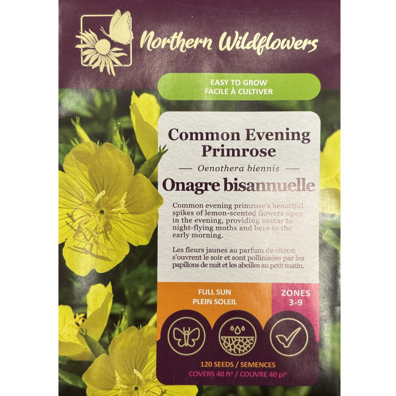 Northern Wildflowers Evening Primrose Common Pkg.