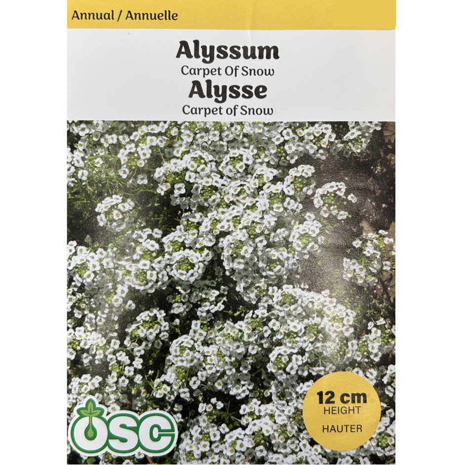 OSC Seeds Alyssum Carpet of Snow Pkg.