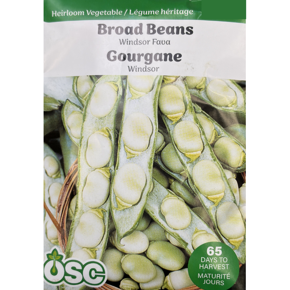 OSC Seeds Beans Broad Windsor Fava Pkg.