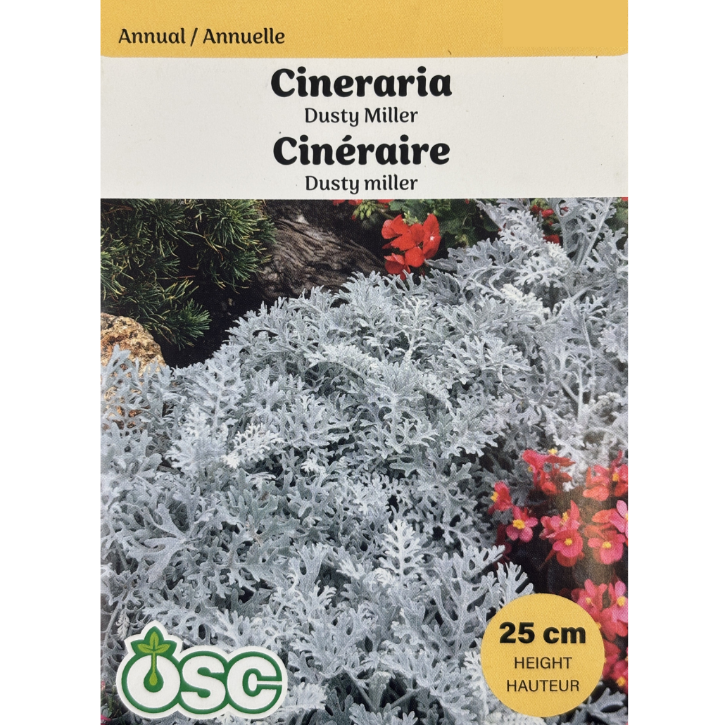 OSC Seeds Cineraria Dusty Miller Pkg.