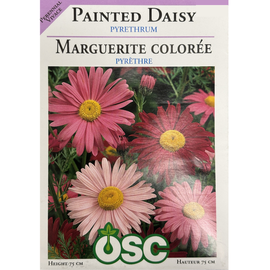 OSC Seeds Daisy Painted Pyrethrum Pkg.