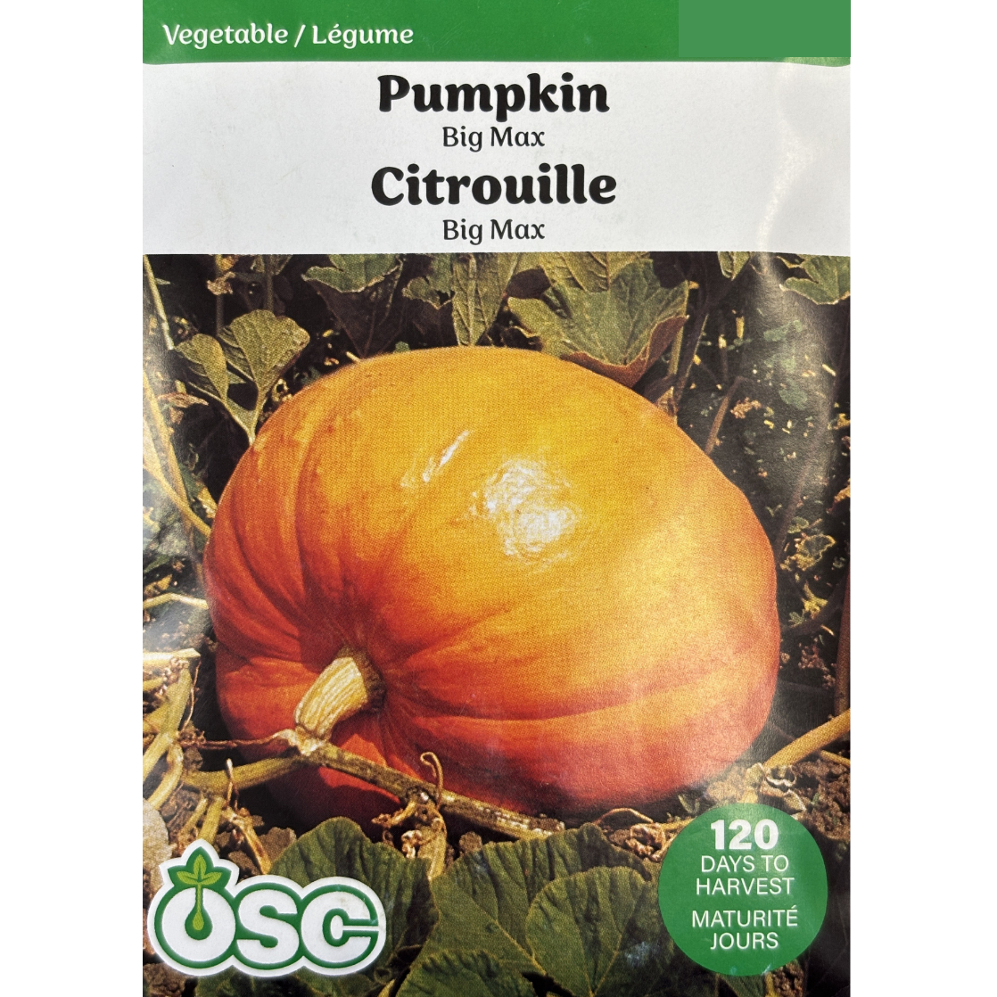OSC Seeds Pumpkin Big Max Pkg.