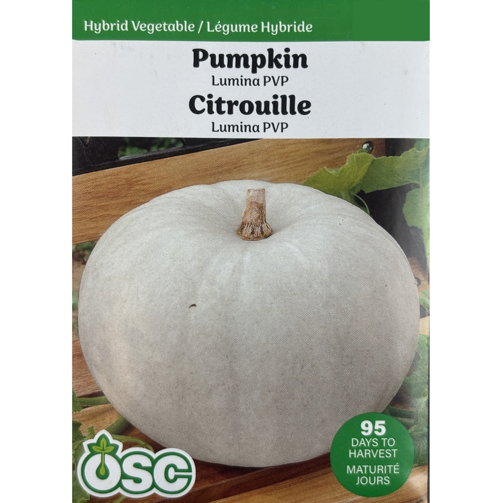 OSC Seeds Pumpkin Lumina PVP Pkg.