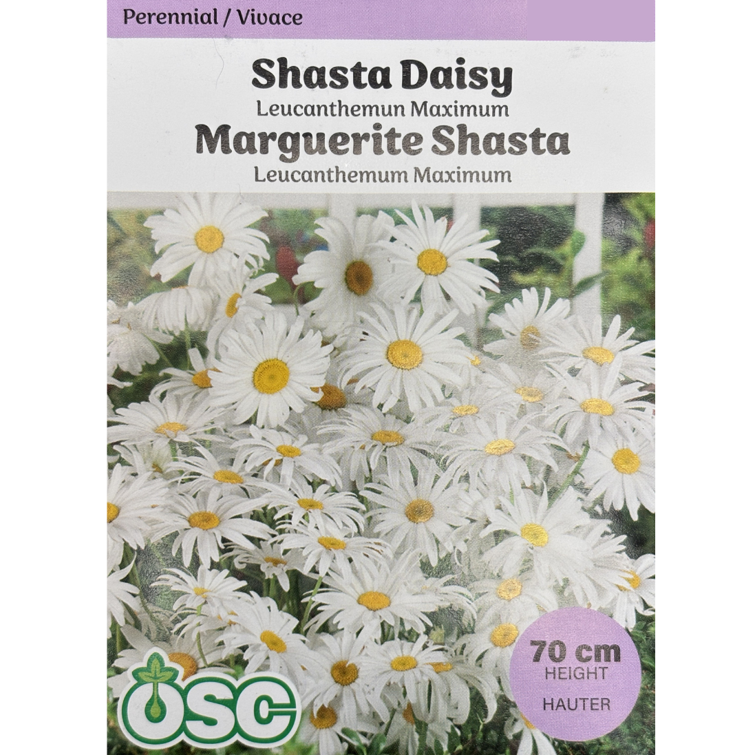OSC Seeds Daisy Shasta Leucanthemum Maximum Pkg.