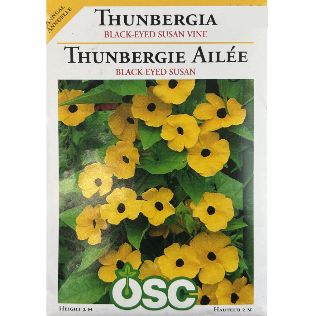 OSC Seeds Thunbergia Black-Eyed Susan Vine Pkg.