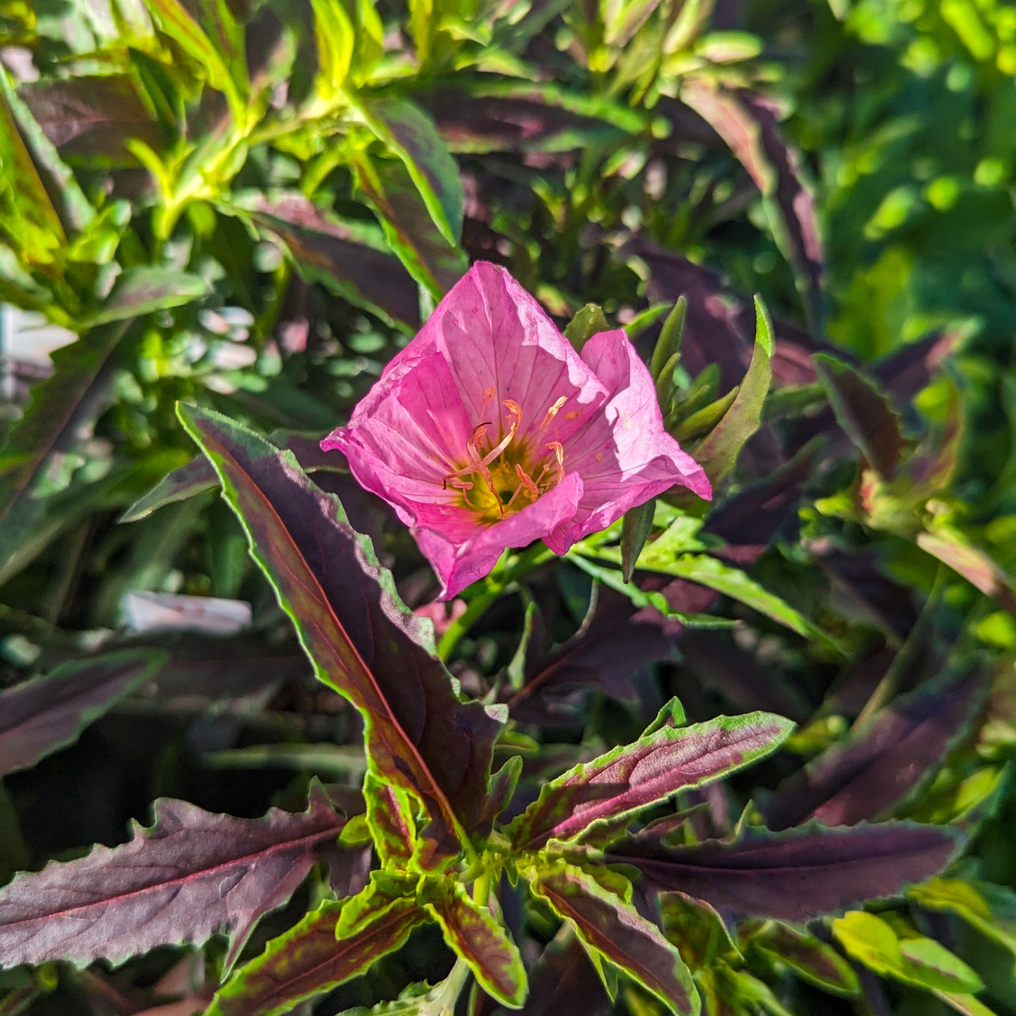 Evening Primrose