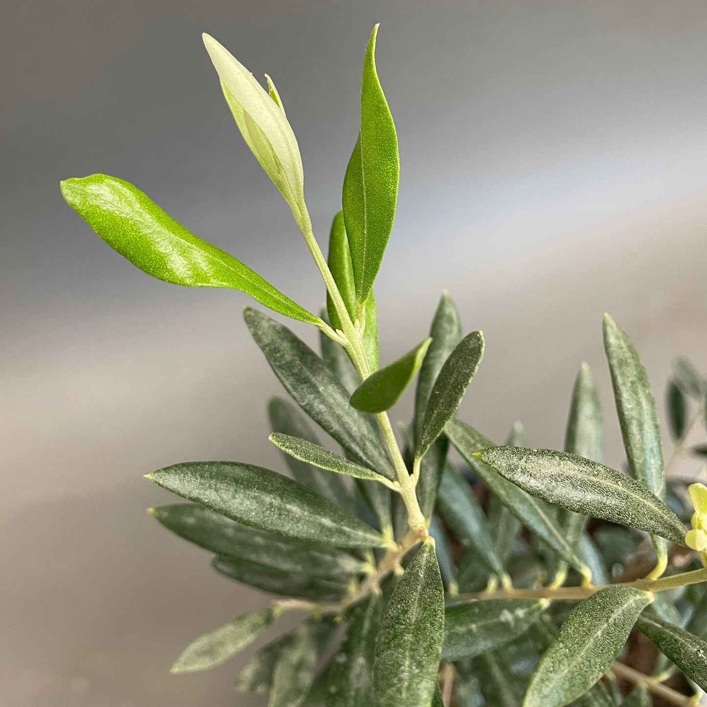 Olive Plant