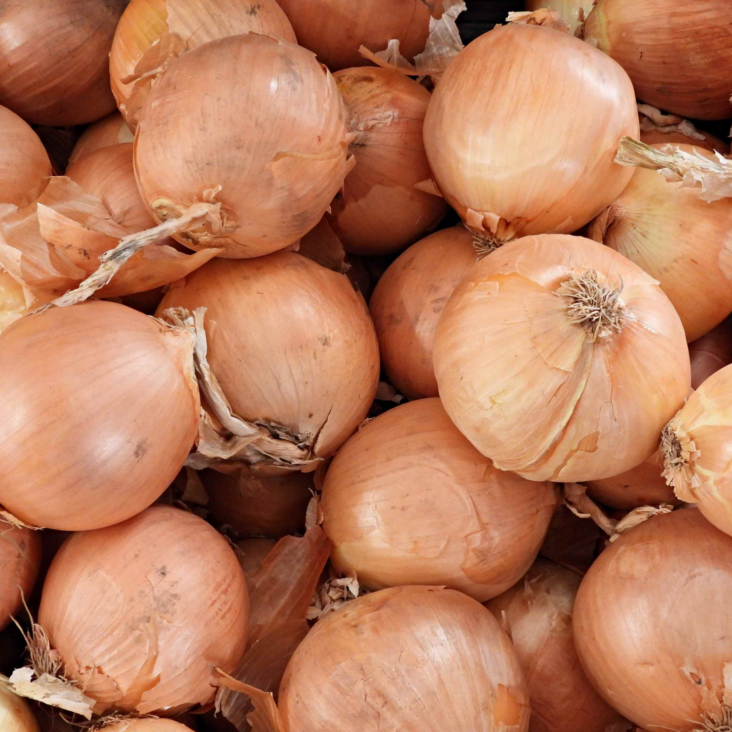 Onion 'Yellow Sweet Spanish'