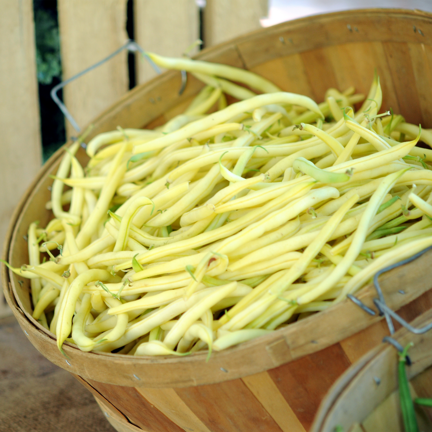 Beans 'Gold Rush' (Yellow) Bush
