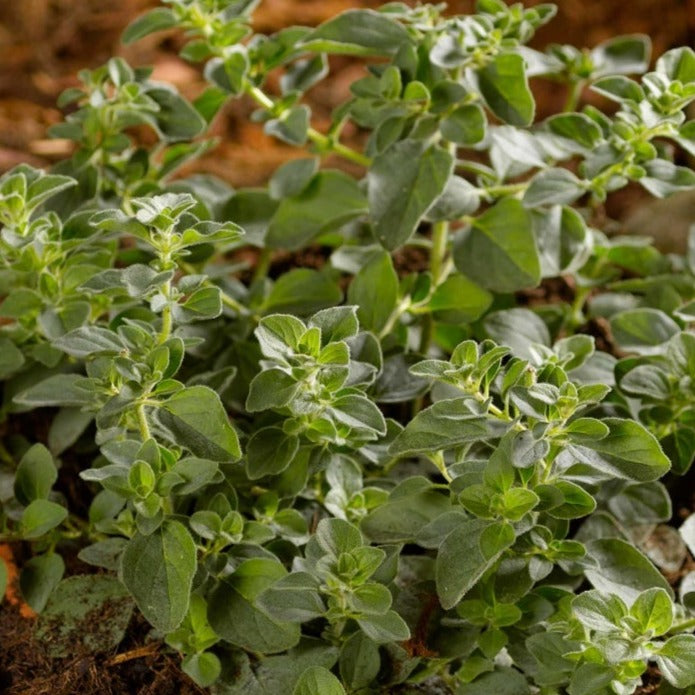 Marjoram 'Sweet'
