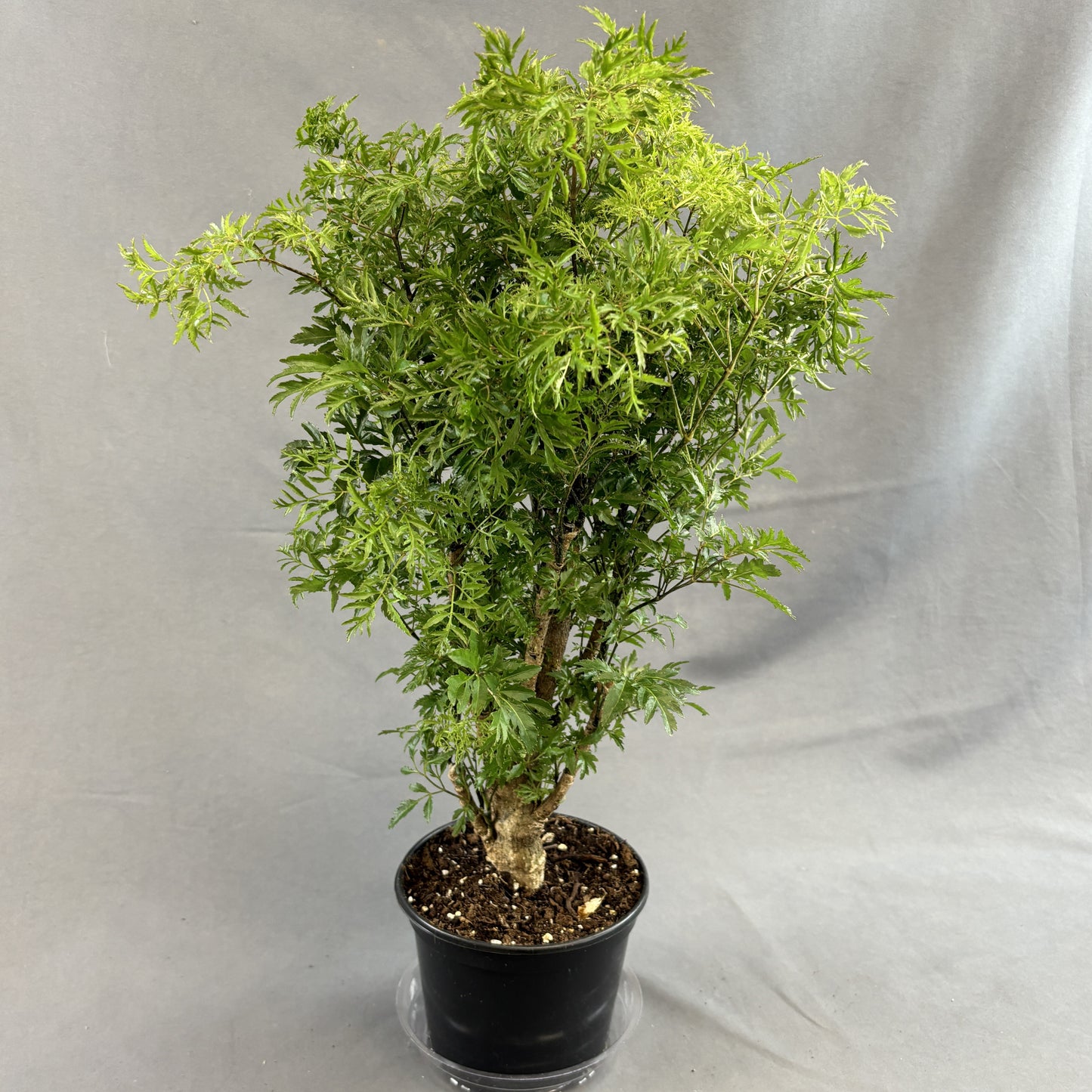 Aralia Ming
