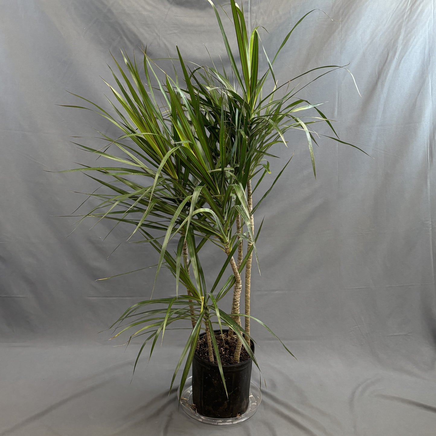 Dracaena 'Staggered'