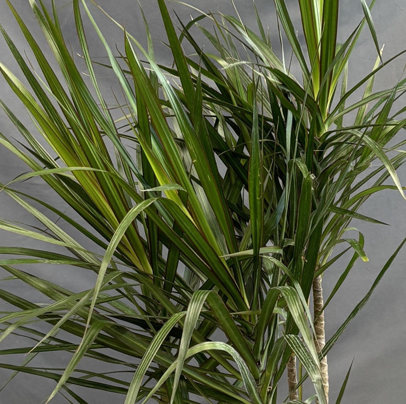 Dracaena 'Staggered'