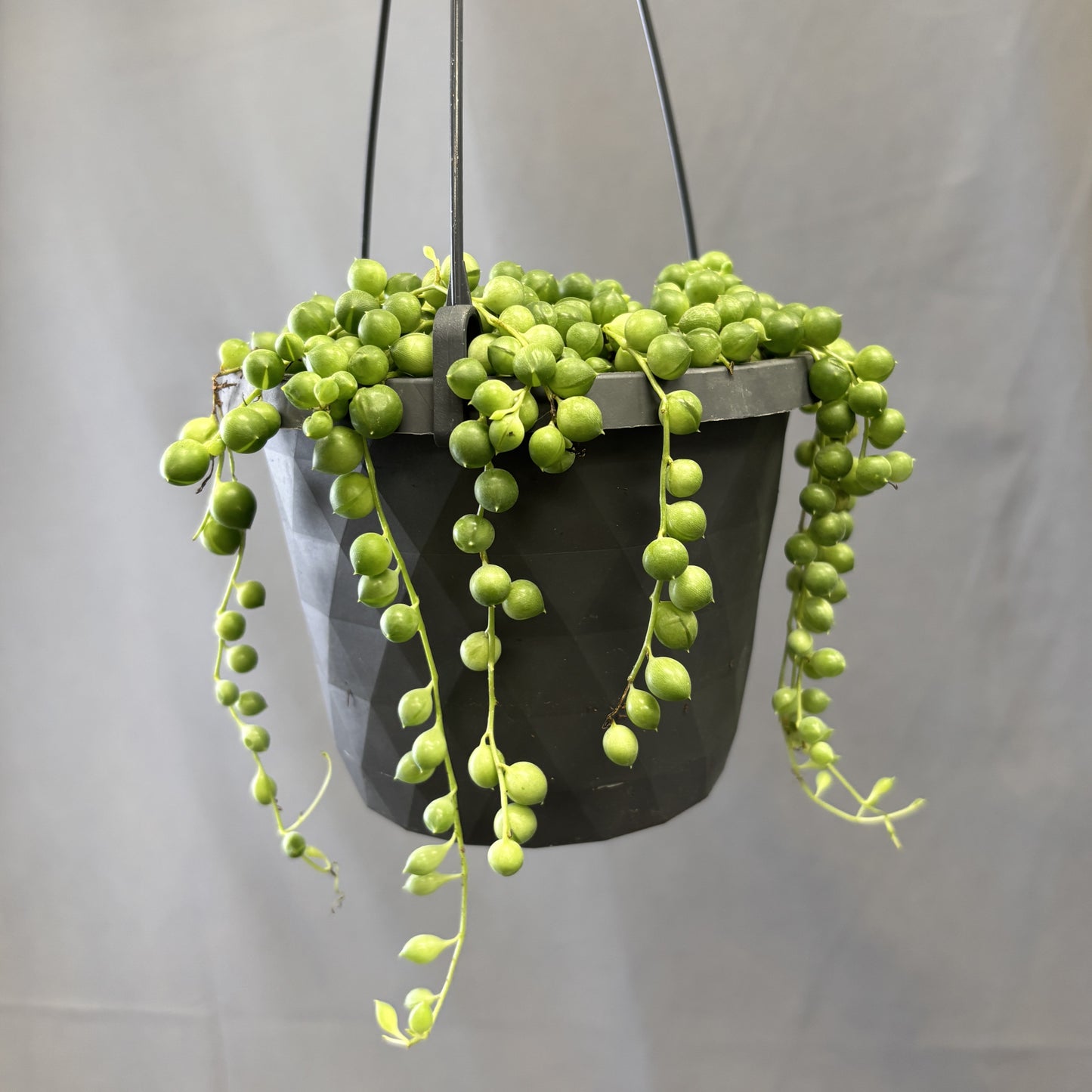 String-of-Pearls