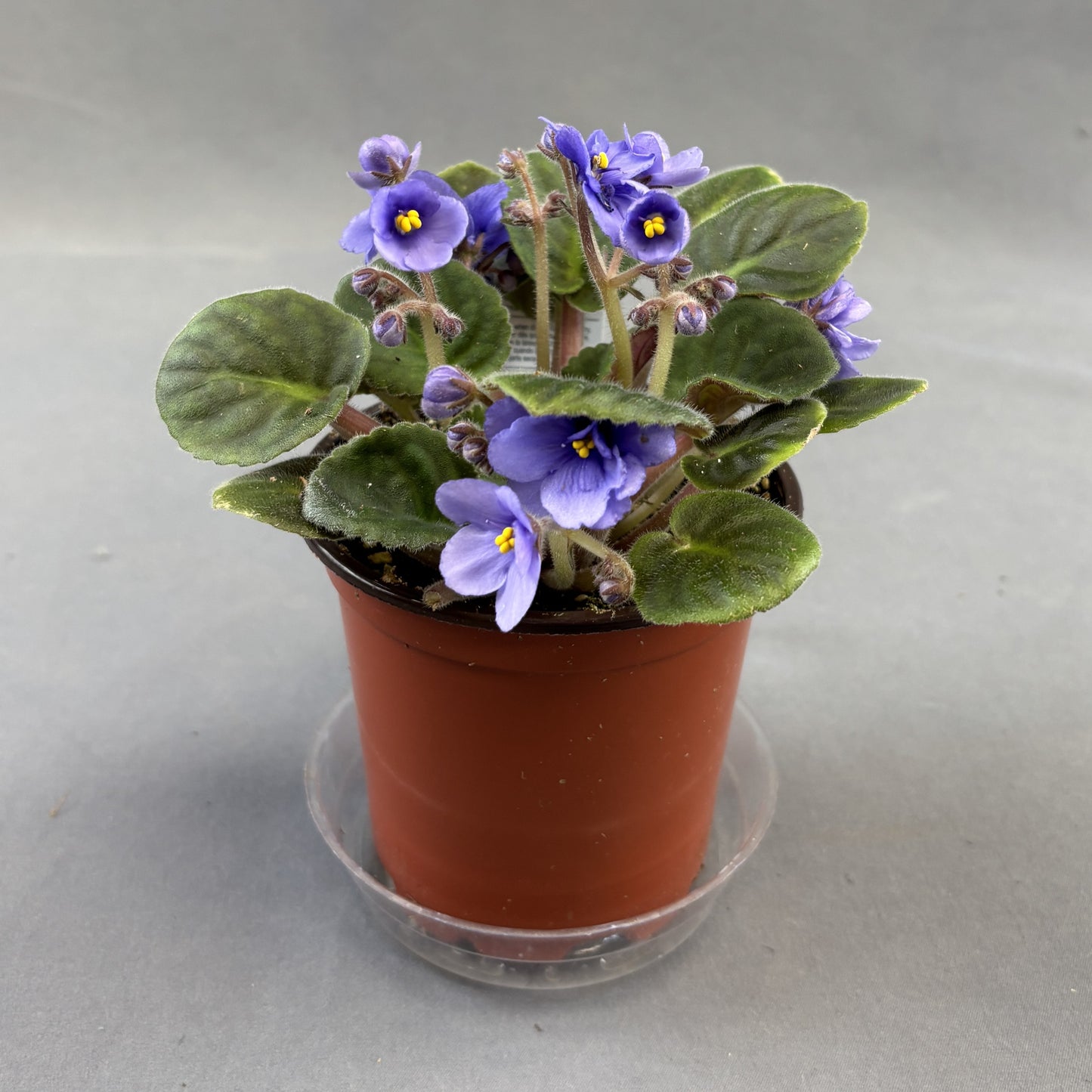 African Violets Assorted