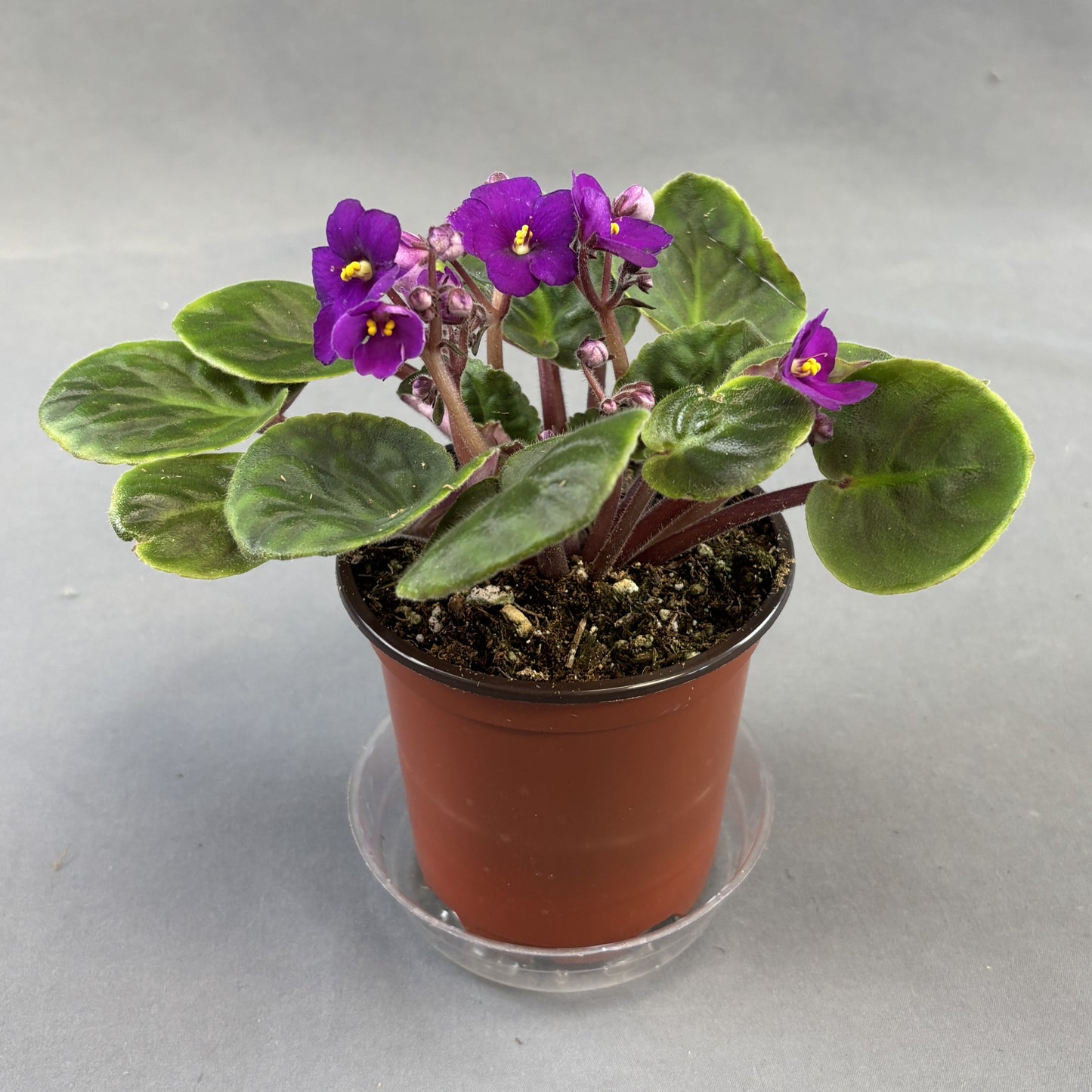 African Violets Assorted