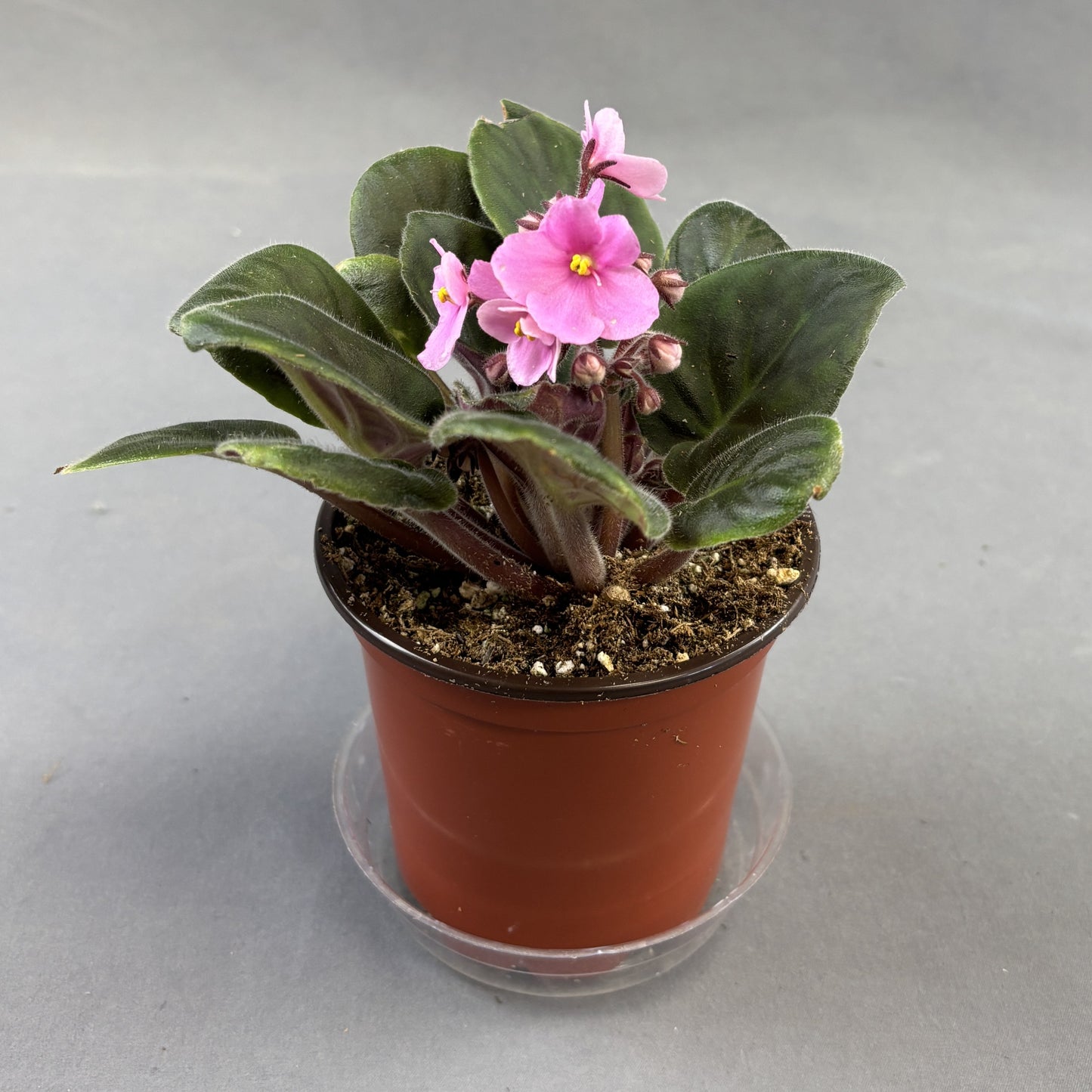 African Violets Assorted