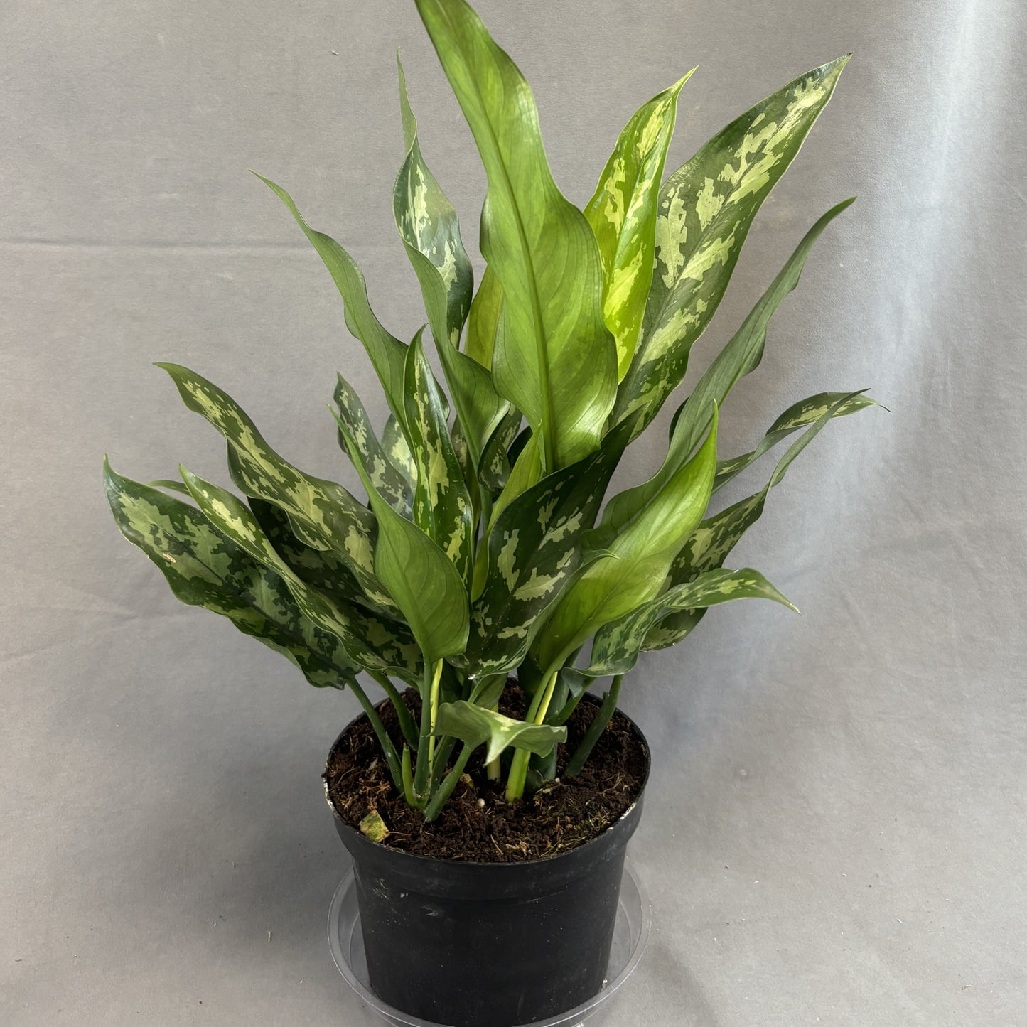 Aglaonema 'Maria Emerald Beauty'