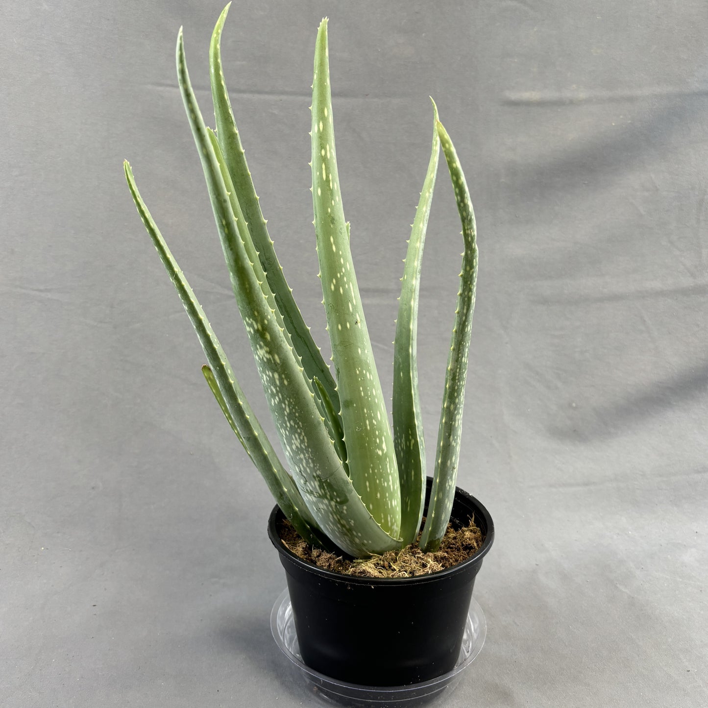 Aloe 'Miller'