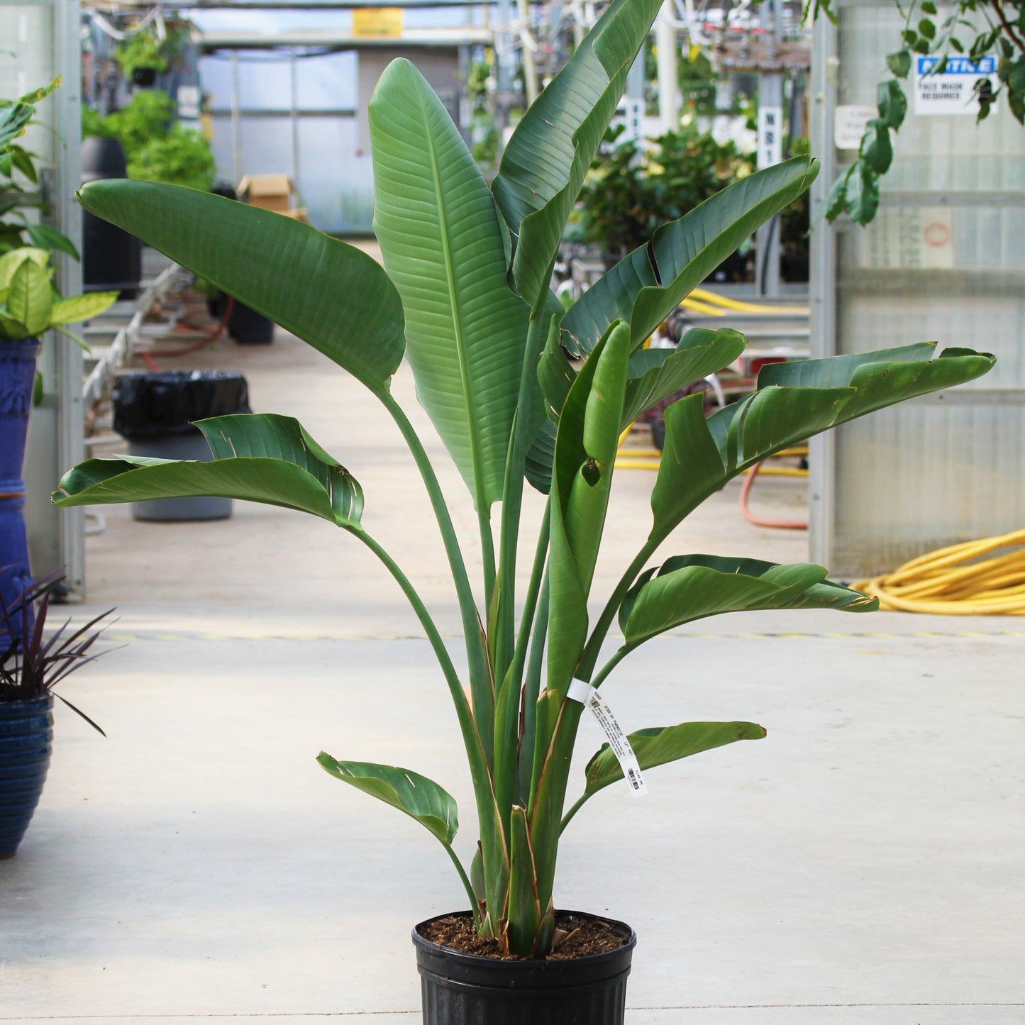 Giant Bird Of Paradise