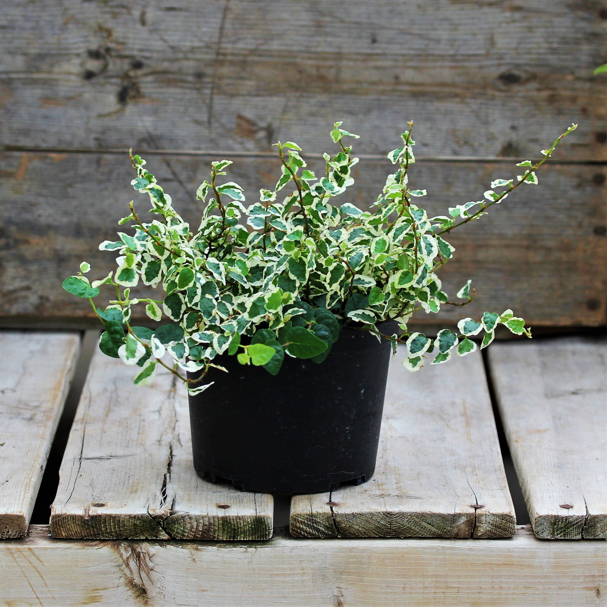 Creeping Fig