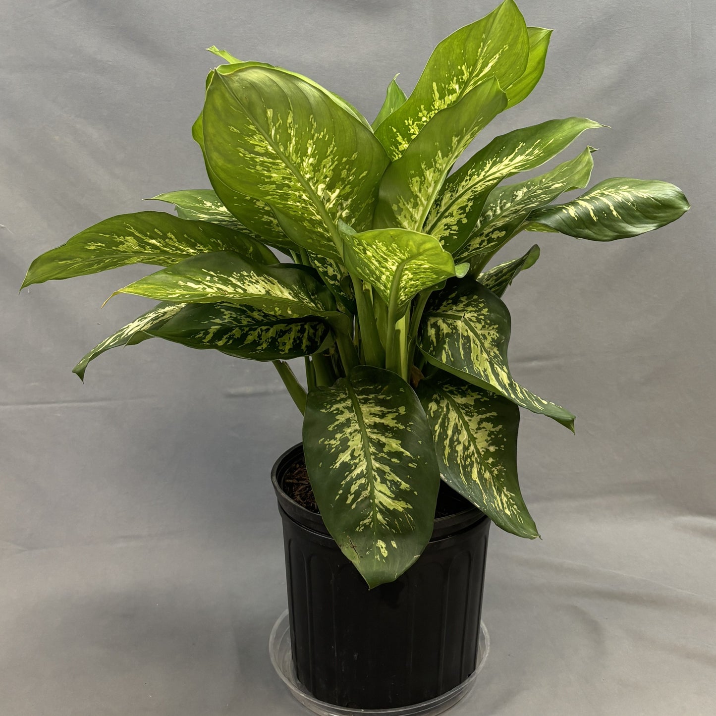 Dieffenbachia 'Tropic Snow'