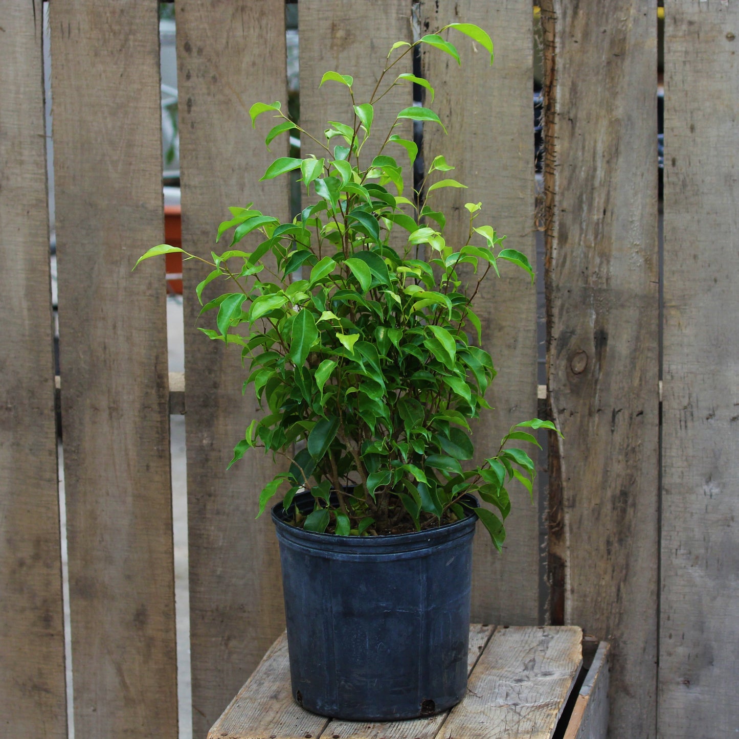 Ficus benjamina