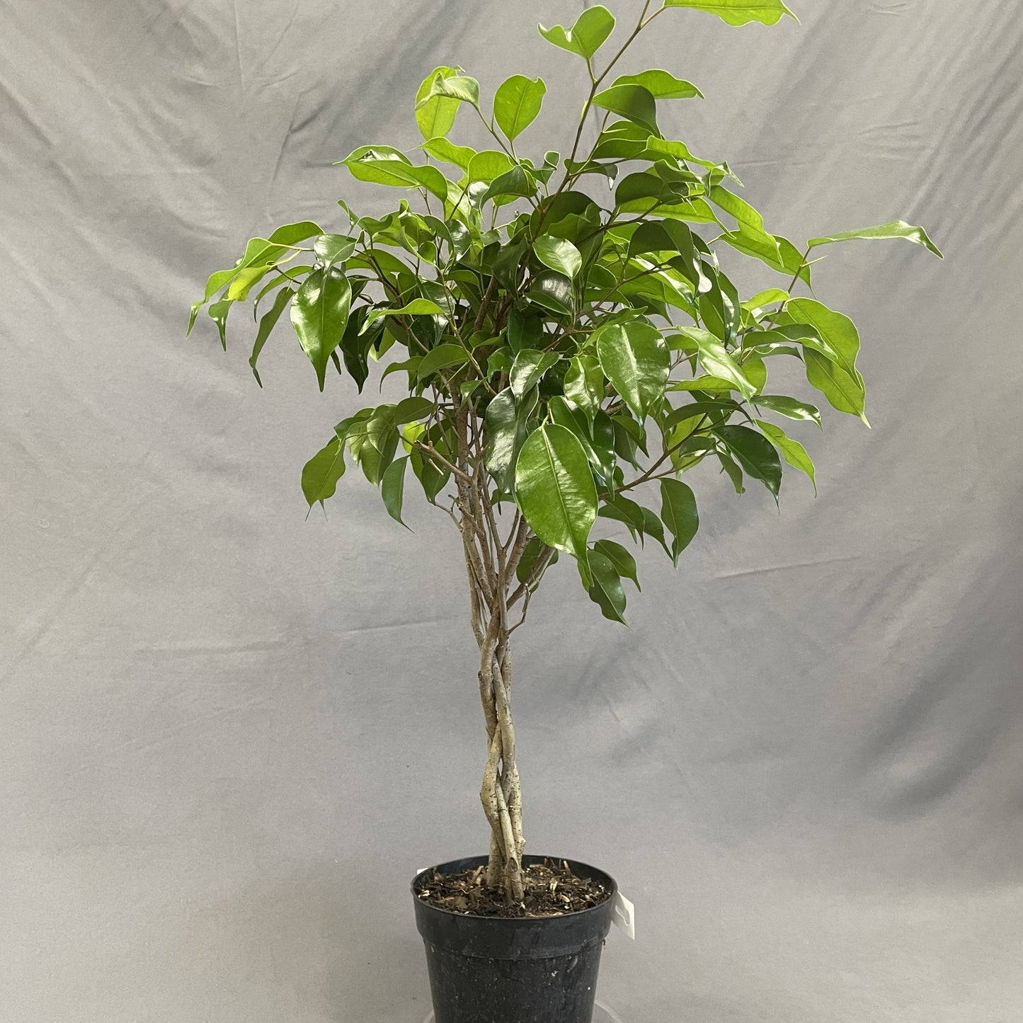 Ficus benjamina