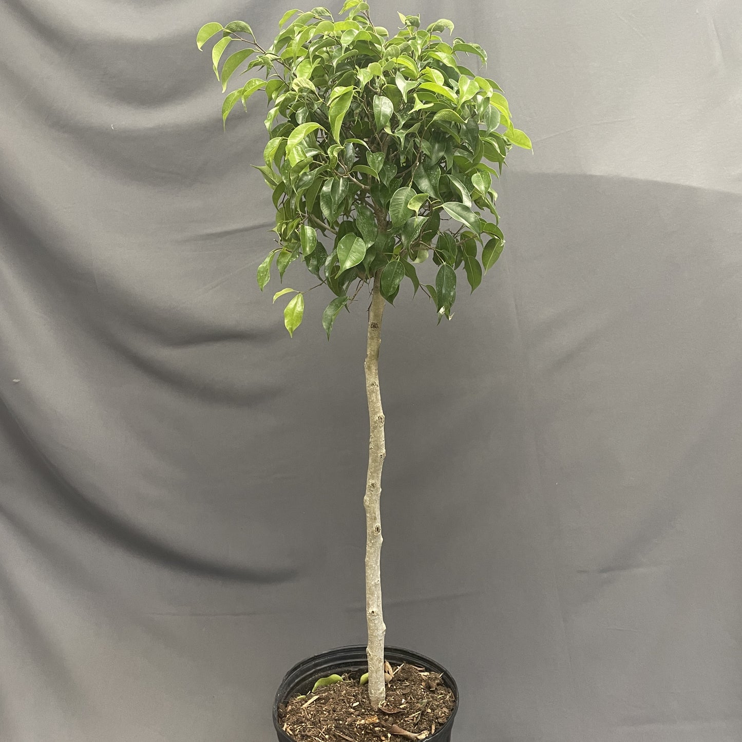 Ficus benjamina