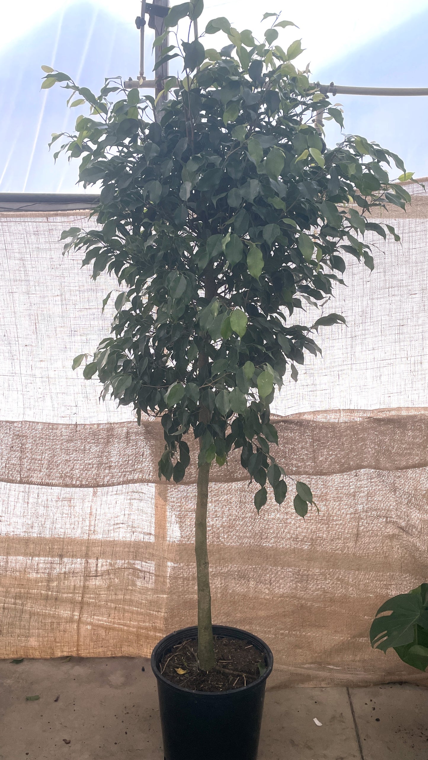 Ficus benjamina