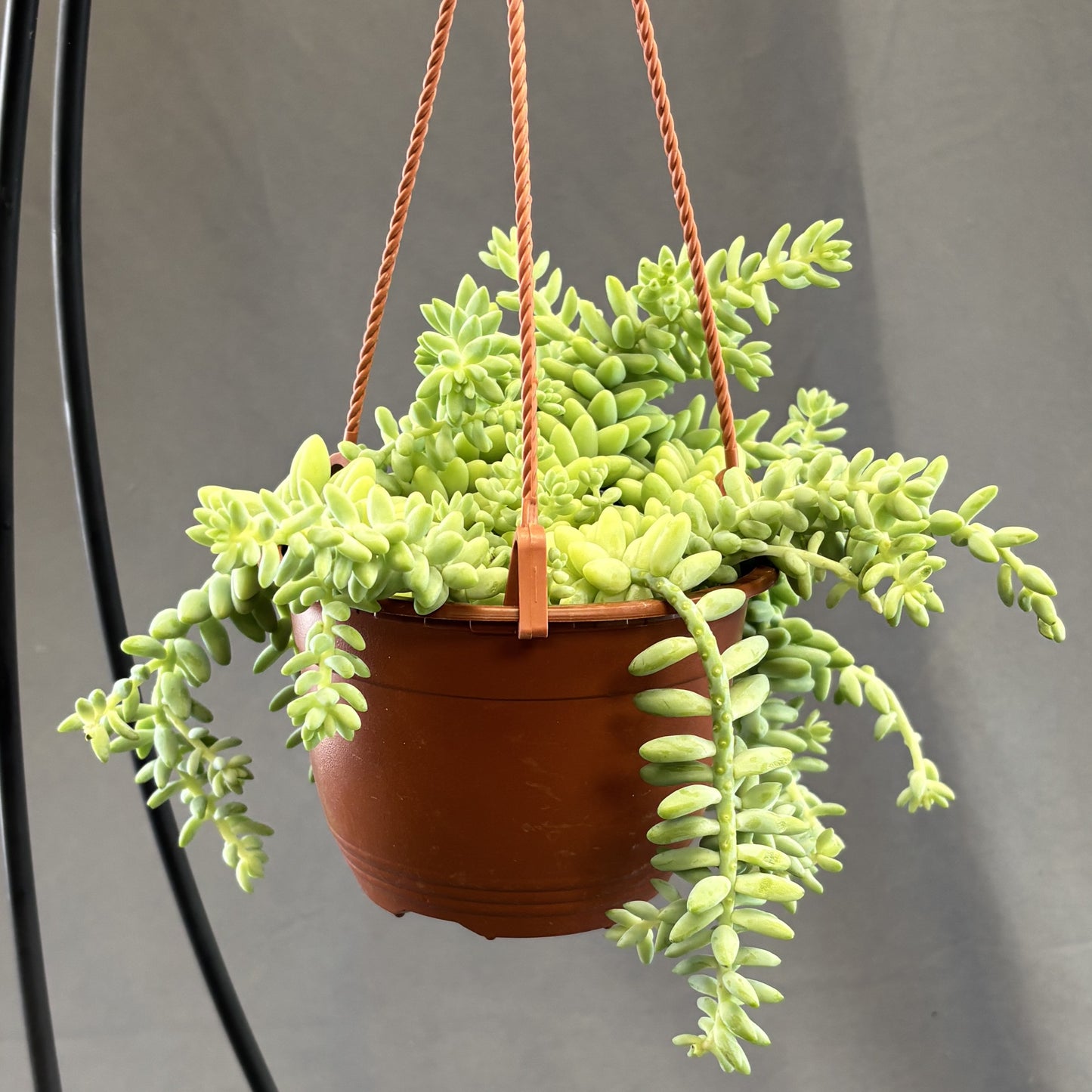 Burro's-Tail