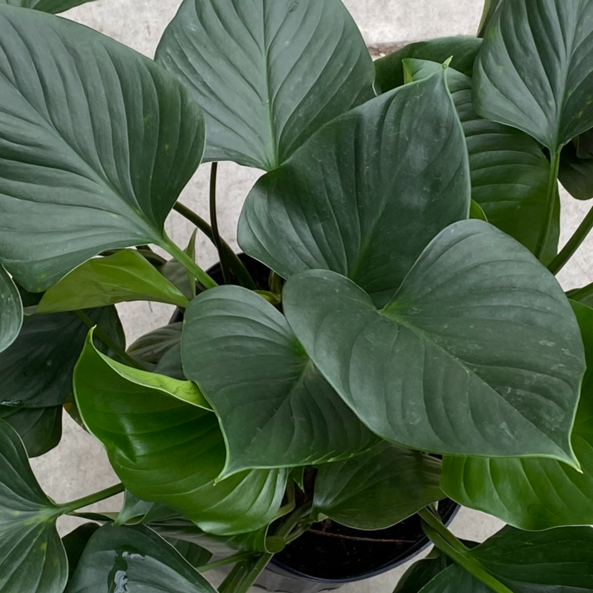 Homalomena 'Emerald Gem'