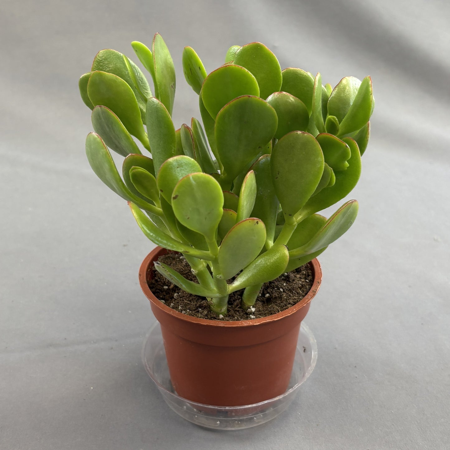 Jade Plant