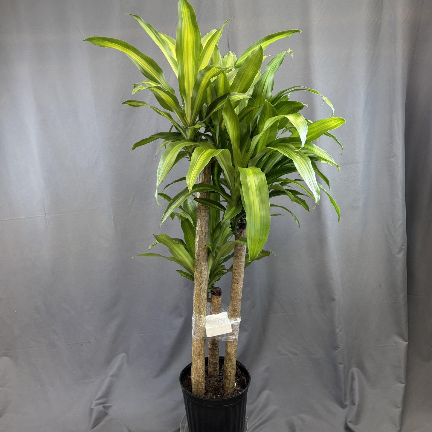 Dracaena 'Massangeana'