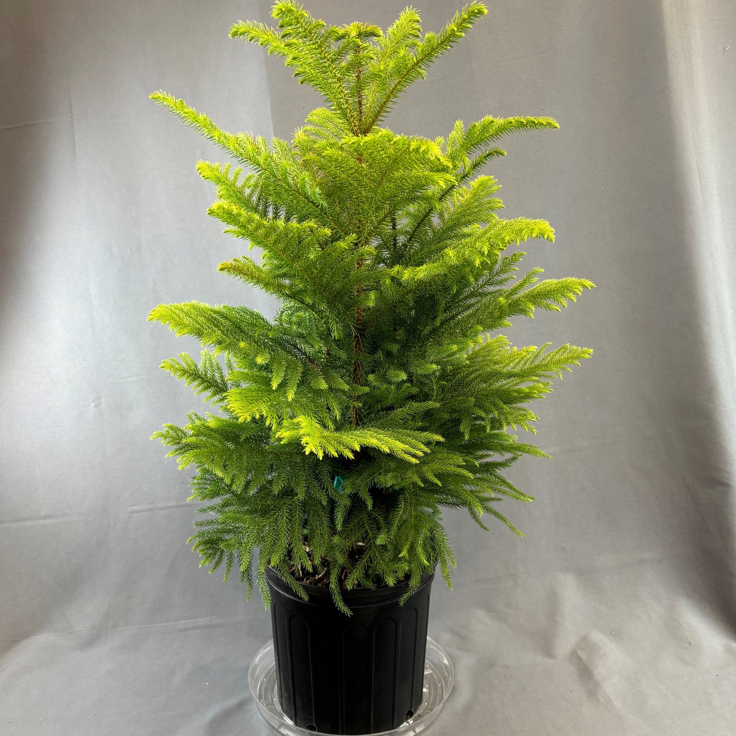 Norfolk Island Pine