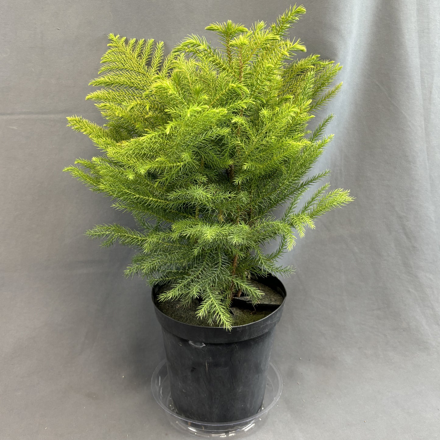Norfolk Island Pine