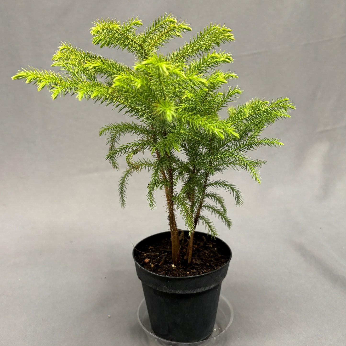 Norfolk Island Pine