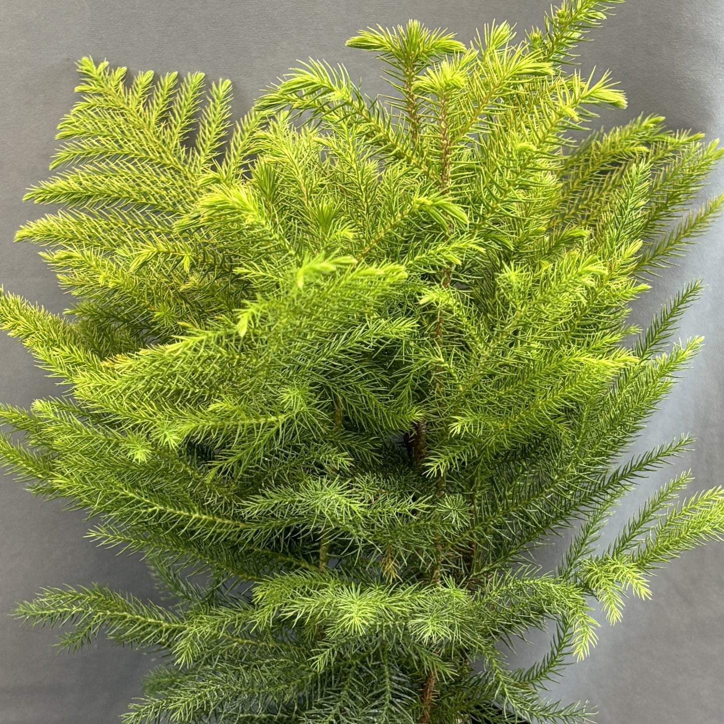 Norfolk Island Pine