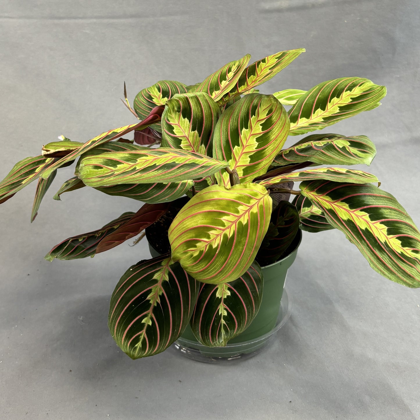 Maranta 'Red'