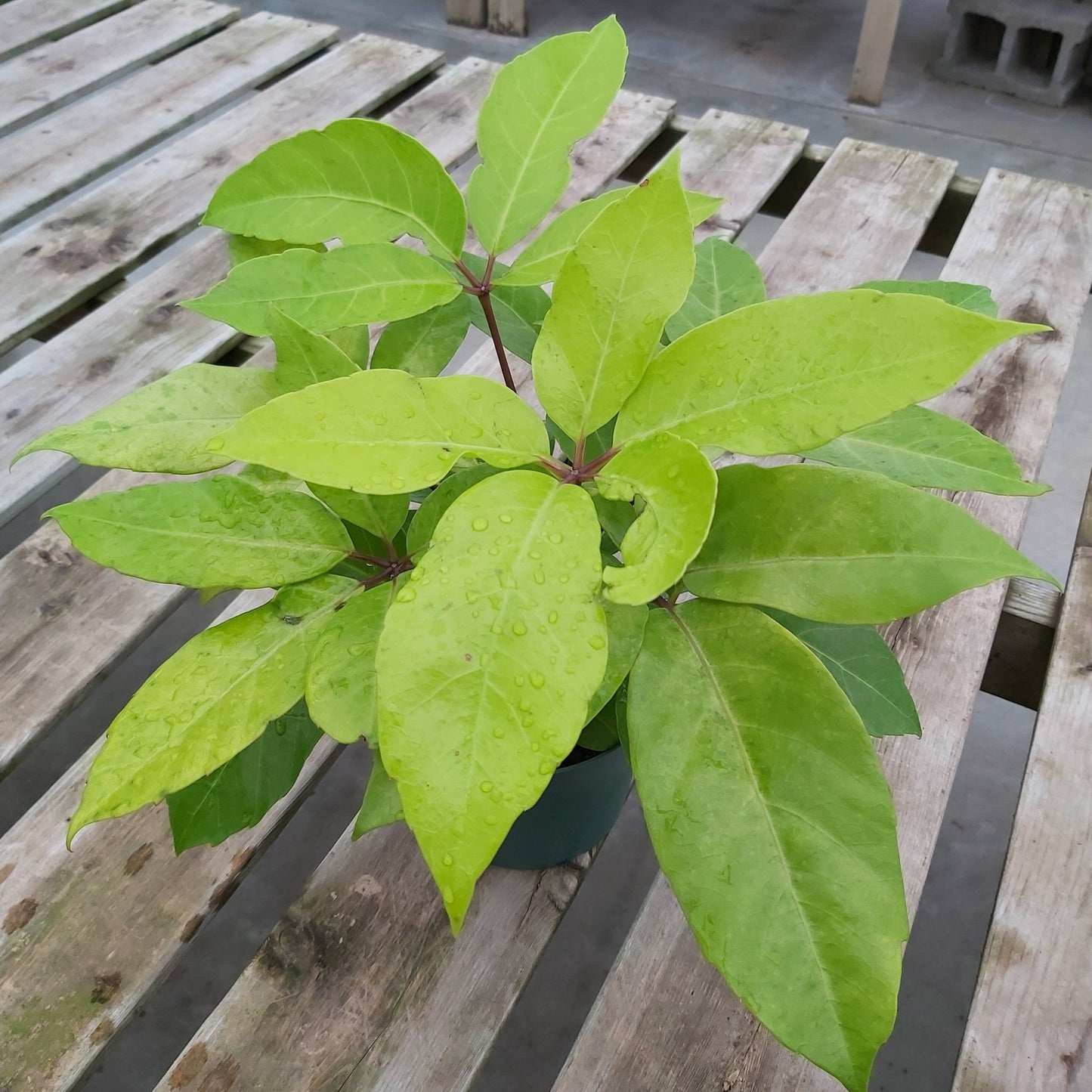 Schefflera 'Amate'