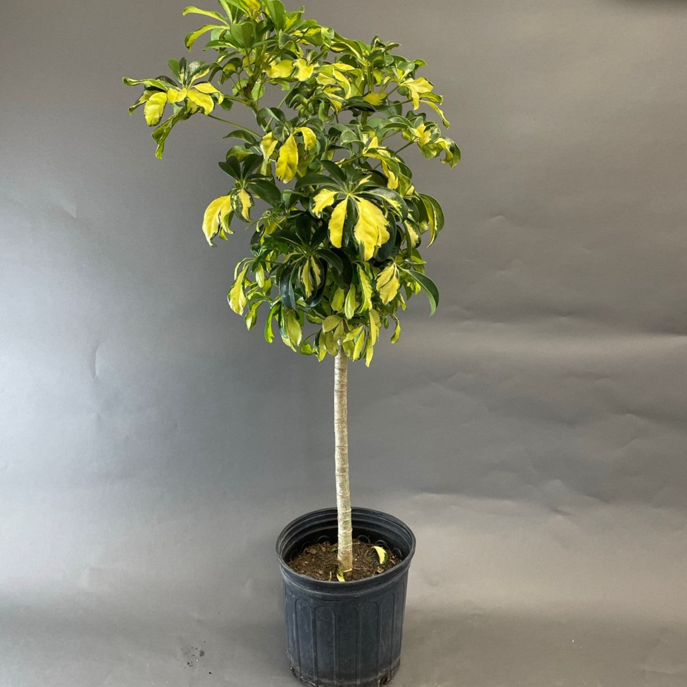 Schefflera arboricola