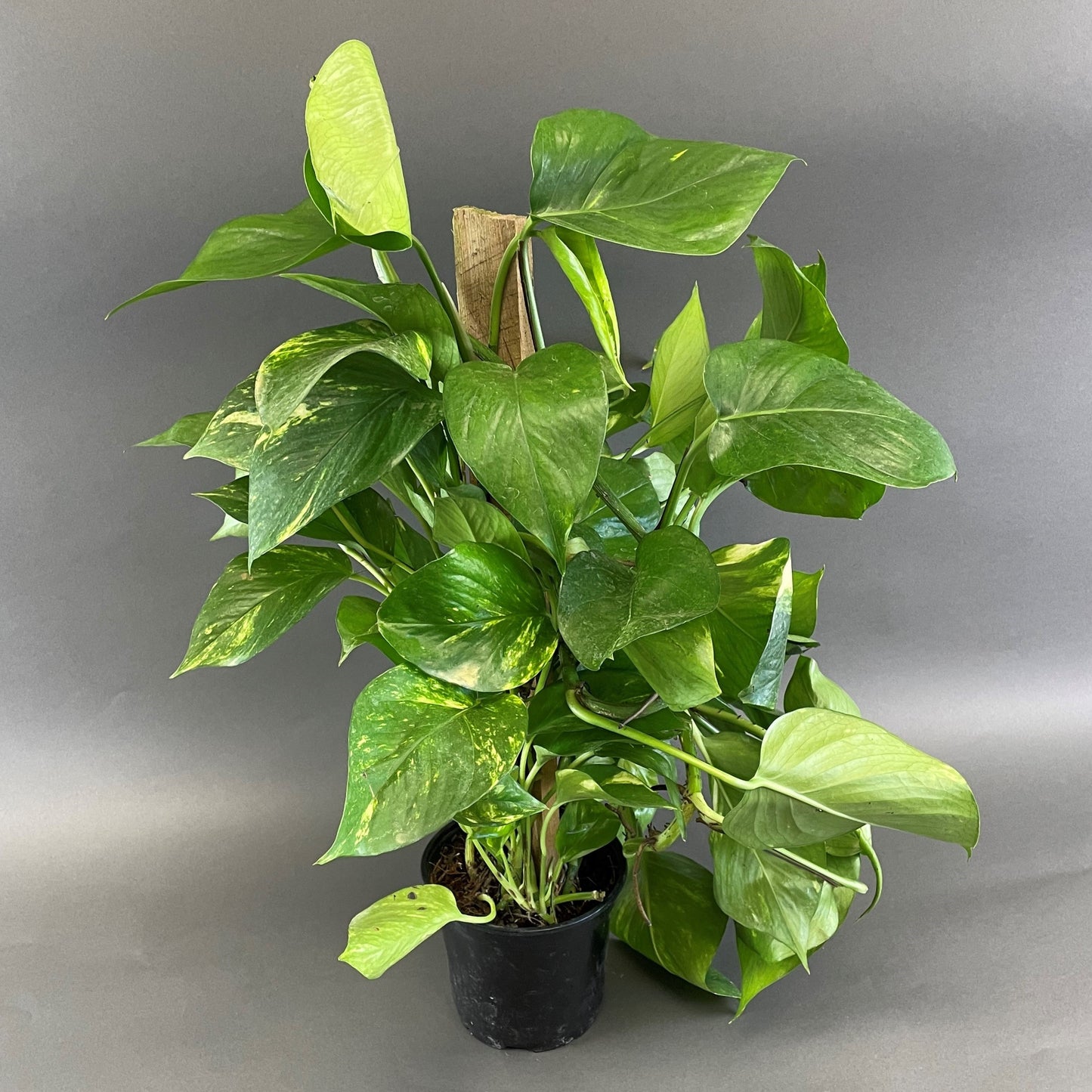 Pothos 'Golden'