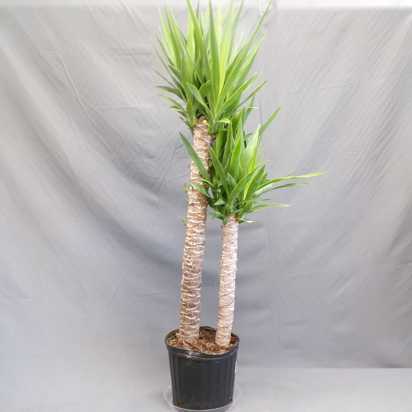 Yucca Cane