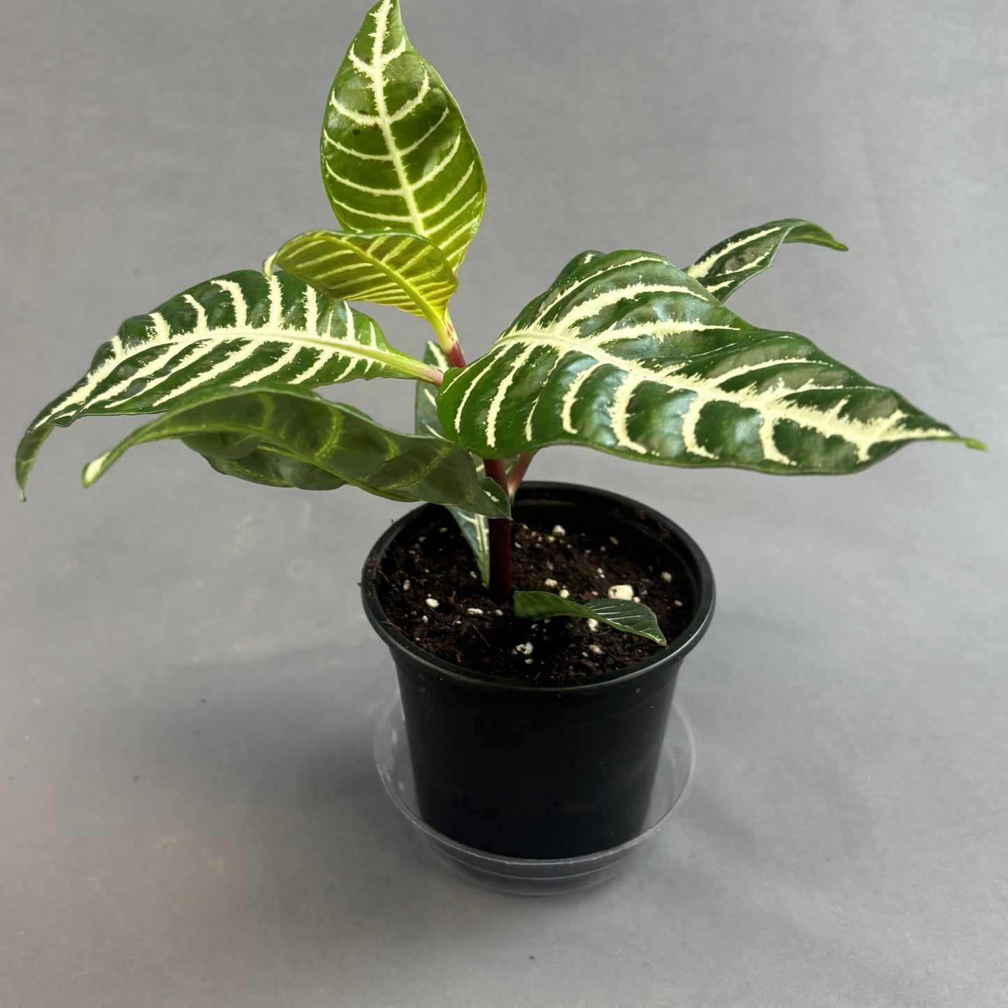 Zebra Plant